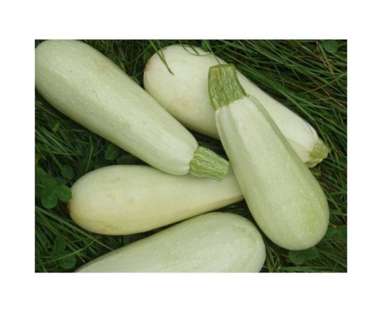 Семена Гавриш Кабачок Белоплодные 2 г 1368 – изображение 2