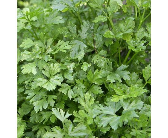 Кориандр овощной АЭЛИТА Петруша огородник Прян., 3г 00-00580214 – изображение 2