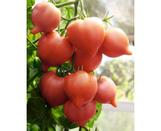 Семена томата ELITE PLANT-BREEDING & SEED PRODUCTION Co. Мадера f1 50 шт эс мини 1999942727 – изображение 2