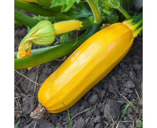 Кабачок цуккини АЭЛИТА Золотой ключик 1г 00-00565607 – изображение 2