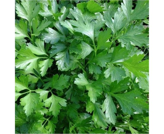 Петрушка листовая АЭЛИТА Итальянский гигант 2г 00-00572028 – изображение 2