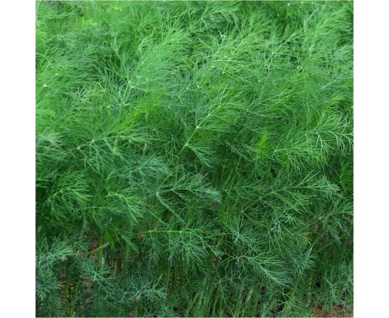 Укроп АЭЛИТА Аллигатор 3г 00-00571059 – изображение 3