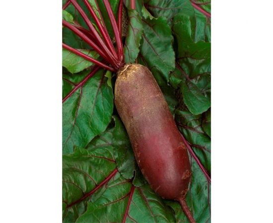 Свекла АЭЛИТА столовая Козак 3г 00-00569616 – изображение 3