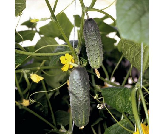 АЭЛИТА Огурец Без хлопот F1 Парт, 10шт Аэлита 00-00592336 – изображение 3