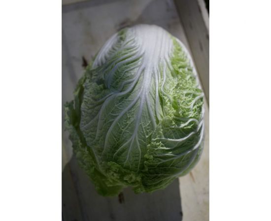 Айкидо F1 семена капусты пекинской 50 шт ЭС мини ELITE PLANT-BREEDING & SEED PRODUCTION Co. 1999942743 – изображение 2