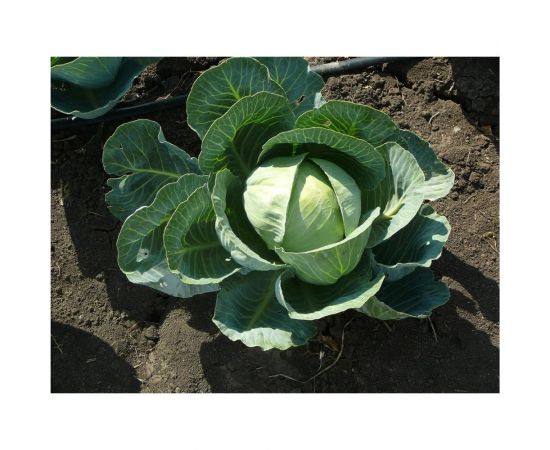 Булат F1 семена капусты белокочанной 50 шт ЭС мини ELITE PLANT-BREEDING & SEED PRODUCTION Co. 1999942740 – изображение 2