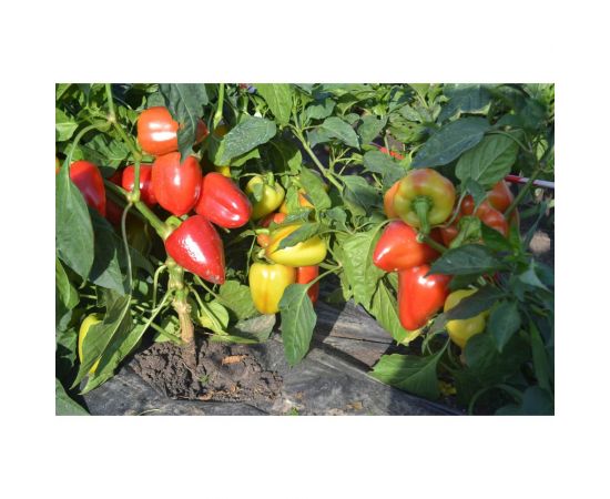 Кубано F1 семена перца сладкого 20 шт ЭС мини ELITE PLANT-BREEDING & SEED PRODUCTION Co. 1026995307 – изображение 2