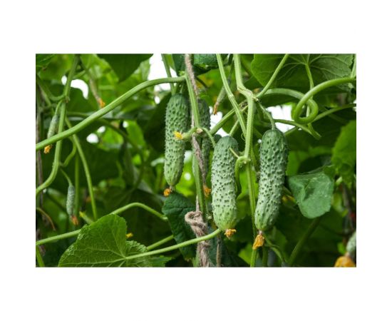 Мамлюк F1 семена огурца 20 шт ЭС мини ELITE PLANT-BREEDING & SEED PRODUCTION Co. 1999942832 – изображение 2