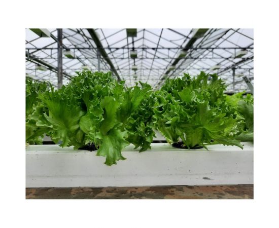 Филигрань семена айс салата зеленого 1900 шт ЭС мини ELITE PLANT-BREEDING & SEED PRODUCTION Co. 1070008354 – изображение 2