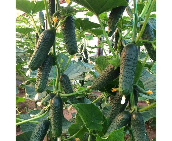 АЭЛИТА Огурец Корнишон-закусон F1 Парт, 10шт Аэлита 00-00593703 – изображение 3