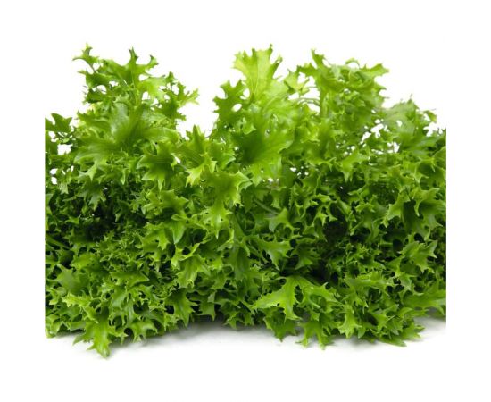 Филигрань семена айс салата зеленого 1900 шт ЭС мини ELITE PLANT-BREEDING & SEED PRODUCTION Co. 1070008354 – изображение 3