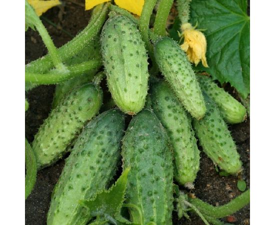 АЭЛИТА Огурец Мечта дачника F1 Ор. А Парт Зеленая гирлянда, 10шт Аэлита 00-00569869 – изображение 3