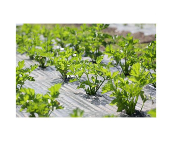 Потенциал семена сельдерея листового 10 г ЭС мини ELITE PLANT-BREEDING & SEED PRODUCTION Co. 1999947928 – изображение 2