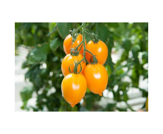 Семена ELITE PLANT-BREEDING & SEED PRODUCTION Co. Миньон f1 томата 20 шт эс мини 1070016321 – изображение 2