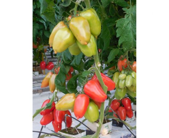 Гусарский F1 семена томата 10 шт ЭС мини ELITE PLANT-BREEDING & SEED PRODUCTION Co. 1026994994 – изображение 2