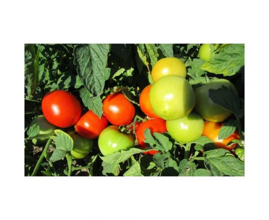 Премьера F1 семена томата 100 шт ЭС мини ELITE PLANT-BREEDING & SEED PRODUCTION Co. 1026993622 – изображение 2