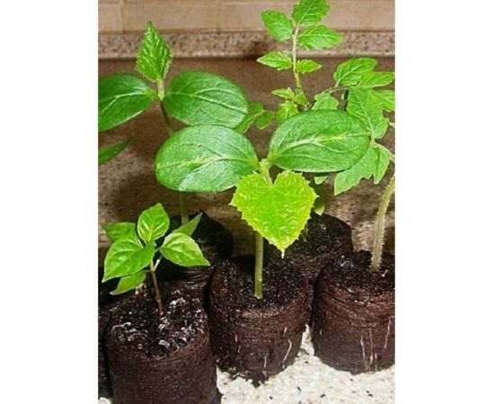 Мини-теплица с торфяными таблетками Сила Суздаля Podkormin 14 ячеек 4680004065173 – изображение 8