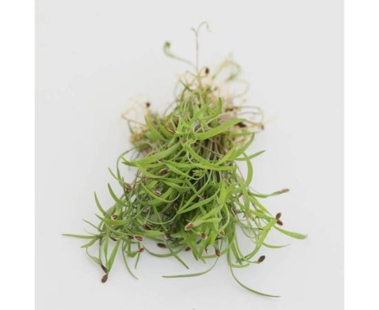 Микрозелень-семена для проращивания. Укроп Кутузовский 15 г ЭС мини ELITE PLANT-BREEDING & SEED PRODUCTION Co. 10717561 – изображение 2