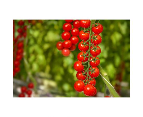 Саппоро F1 семена томата 10 шт ЭС мини ELITE PLANT-BREEDING & SEED PRODUCTION Co. 1026994903 – изображение 2