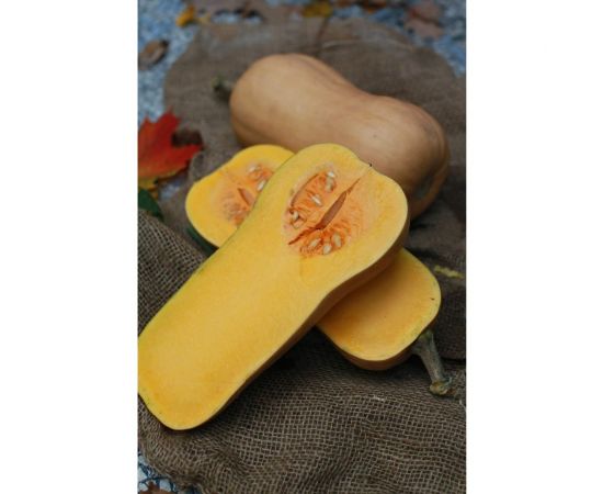 Страдивари семена тыквы 20 шт ЭС мини ELITE PLANT-BREEDING & SEED PRODUCTION Co. 1999943788 – изображение 2