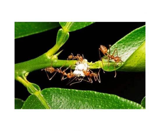 Средство от муравьев и клещей Zarit истребитель дюшес 10 мл зафизан зарит 133839 – изображение 3