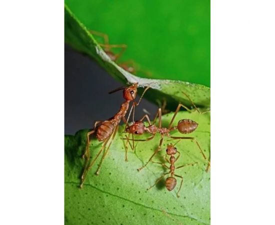 Средство от муравьев и клещей Zarit истребитель дюшес 10 мл зафизан зарит 133839 – изображение 4