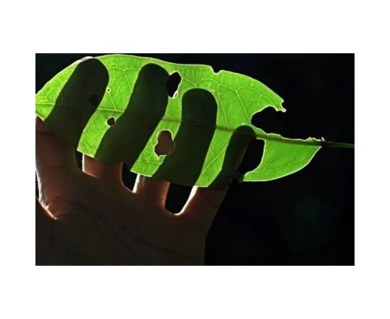 Средство от муравьев и клещей Zarit истребитель дюшес 10 мл зафизан зарит 133839 – изображение 5