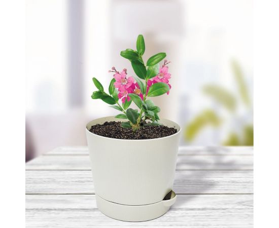 Набор для выращивания растений Тысяча листьев Премиум индийская сирень tl-029 – изображение 6