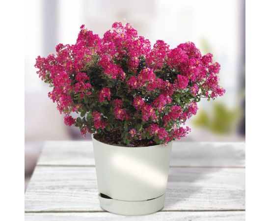 Набор для выращивания растений Тысяча листьев Премиум индийская сирень tl-029 – изображение 7