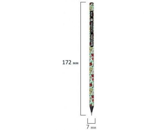 Чернографитный карандаш BRAUBERG CALAVERAS 1 шт, HB, корпус ассорти 181758 – изображение 5